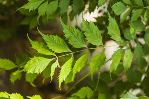 10 Amazing Health Benefits of Neem Extract