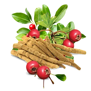 Is Ashwagandha Safe for Daily Use? Benefits and Tips